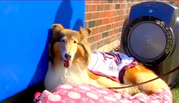 9.21.14 - Cadet Saves Football Mascot Dog from Getting Trampled2