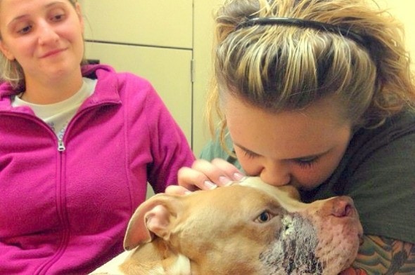 9.23.14 - Pit Bull Recovering After Being Shot by Virginia Police