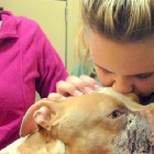 9.23.14 Pit Bull Recovering After Being Shot by Virginia Police2