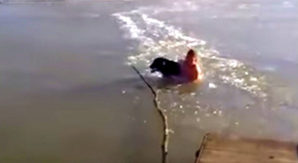 9.25.14 - Man Punches His Way Through Ice to Save Drowning Dog2