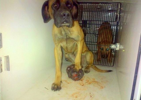 9.25.14 - Mastiff with Massive Tumor Rescued3