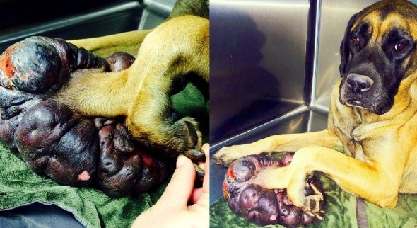 9.25.14 - Mastiff with Massive Tumor Rescued4