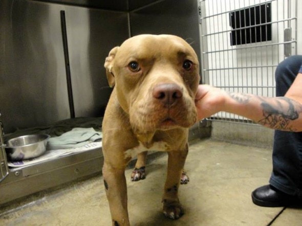 9.25.14 - UPDATE Man Sentenced to Prison for Burning Dog with Fireworks3