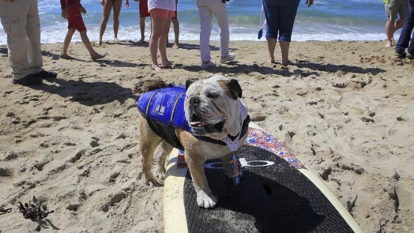 9.30.14 - Doggie Surfing Contest held in Huntington Beach4