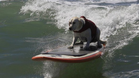 9.30.14 - Doggie Surfing Contest held in Huntington Beach5
