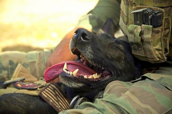 Wilbur, a U.S. Marine Corps military working dog with a Marine special operations team, takes a break with his handler. (Photo by Sgt. Pete Thibodeau/Released)