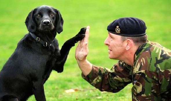 Army Sergeant David Heyhoe and his explosives search dog Treo.