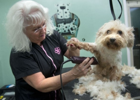 9.6.14 - Vets, Groomers and Dog Lovers Come Together to Aid Seized Dogs