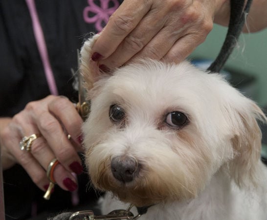 9.6.14 - Vets, Groomers and Dog Lovers Come Together to Aid Seized Dogs3