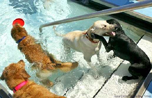 9.7.14 - Annual Dog Swim Day1