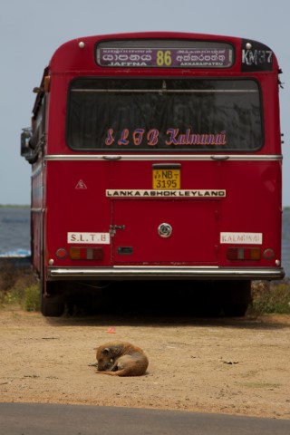 dogstar bus (Small)