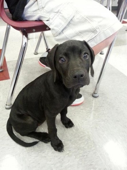 10.1.14 - Middle School Kids use Social Media to Help Puppy Return Home