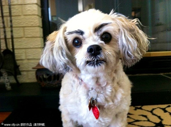 10.10.14 - Dogs with Really Funny Facial Hair14
