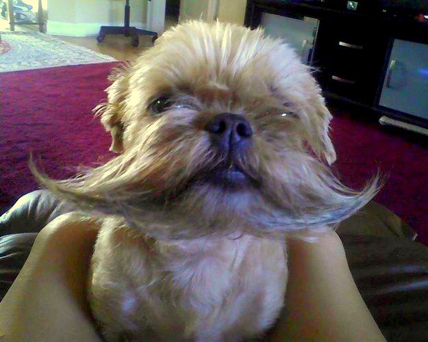 25 Pets With Hilarious Facial Hair Life With Dogs