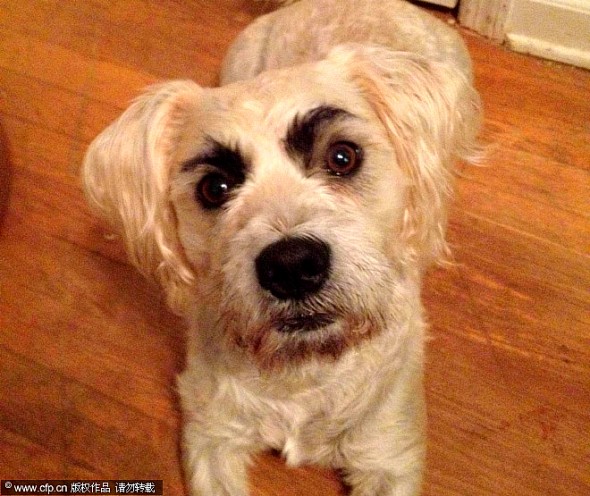 10.10.14 - Dogs with Really Funny Facial Hair23