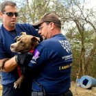 10.23.14 50 Dogs Rescued in Fighting Bust4
