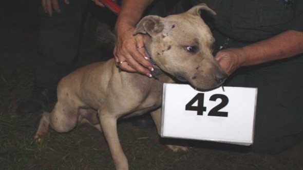 10.25.14 - Over 120 Dogs Rescued from Two Fighting Rings2