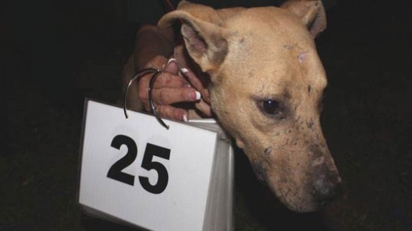 10.25.14 - Over 120 Dogs Rescued from Two Fighting Rings4