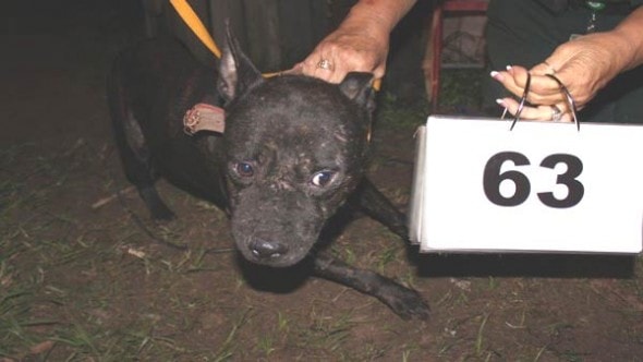 10.25.14 - Over 120 Dogs Rescued from Two Fighting Rings6