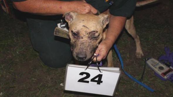10.25.14 - Over 120 Dogs Rescued from Two Fighting Rings7