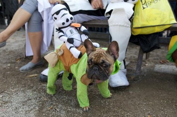 10.27.14 - Tompkins Square Dog Costume Halloween Parade Highlights10
