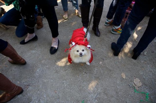 10.27.14 - Tompkins Square Dog Costume Halloween Parade Highlights11