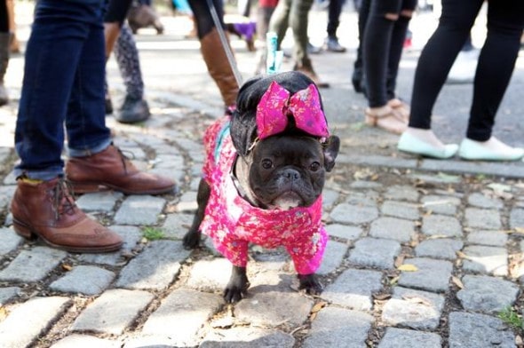 10.27.14 - Tompkins Square Dog Costume Halloween Parade Highlights12