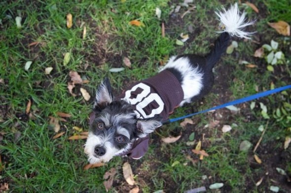 10.27.14 - Tompkins Square Dog Costume Halloween Parade Highlights13