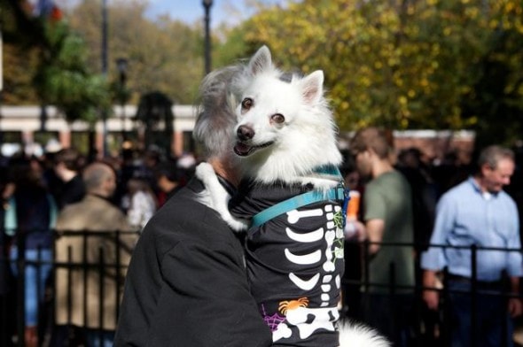 10.27.14 - Tompkins Square Dog Costume Halloween Parade Highlights15