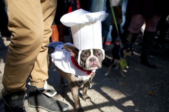 10.27.14 - Tompkins Square Dog Costume Halloween Parade Highlights20