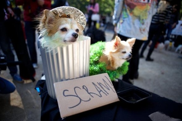 10.27.14 - Tompkins Square Dog Costume Halloween Parade Highlights22