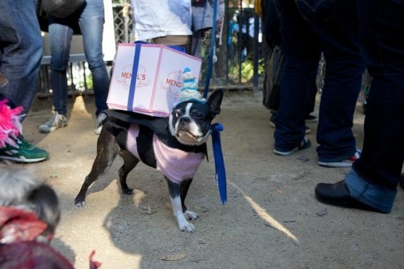10.27.14 - Tompkins Square Dog Costume Halloween Parade Highlights26