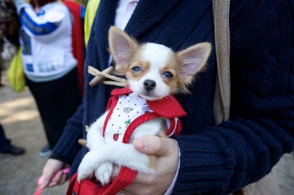 10.27.14 - Tompkins Square Dog Costume Halloween Parade Highlights29