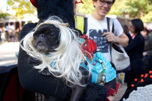 10.27.14 - Tompkins Square Dog Costume Halloween Parade Highlights4