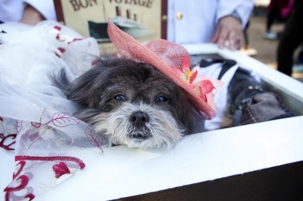 10.27.14 - Tompkins Square Dog Costume Halloween Parade Highlights5