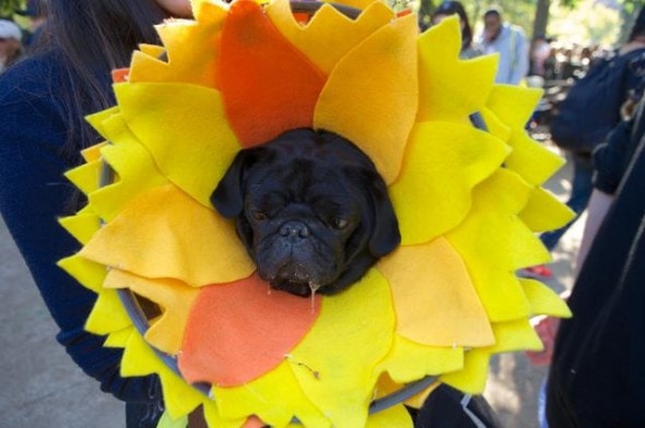 10.27.14 - Tompkins Square Dog Costume Halloween Parade Highlights6
