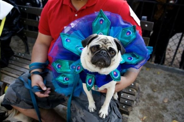 10.27.14 - Tompkins Square Dog Costume Halloween Parade Highlights9