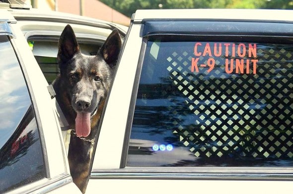 10.28.14 - Police Department Refuses to Let Cancer-Stricken K-9 Retire3