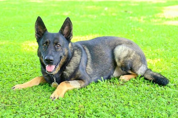 10.28.14 - Police Department Refuses to Let Cancer-Stricken K-9 Retire6