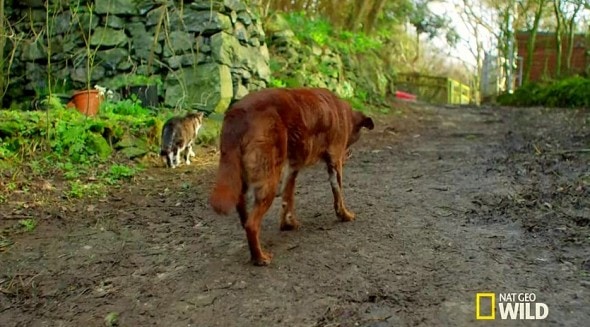 10.3.14 - Blind and Deaf Dog Has Guide Cat Best Friend3