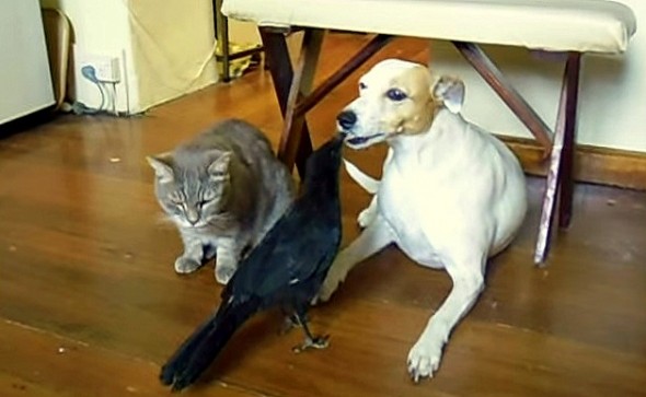 10.3.14 - Crow Loves Taking Care of Her Dog and Cat1