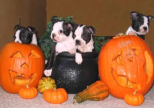 10.31.14 - The Best Halloween Puppies1