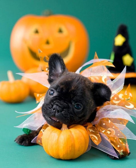 10.31.14 - The Best Halloween Puppies18