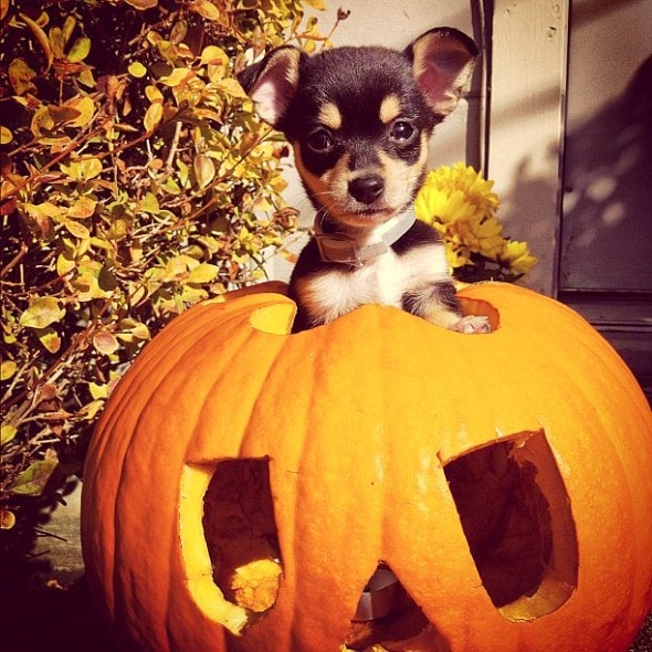 10.31.14 - The Best Halloween Puppies5