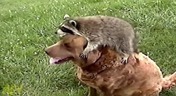 10.4.14 - Dogs Whose Best Friends Are Rescued Raccoons2