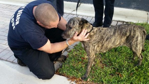 10.6.14 - Firefighter Saves Dog Stuck in Sewage Drain