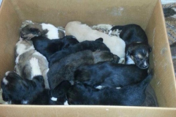 10.7.14 - Twenty Puppies Rescued from Field in Saskatchewan1