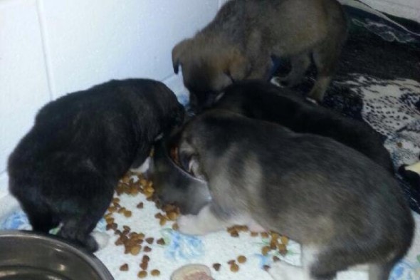 10.7.14 - Twenty Puppies Rescued from Field in Saskatchewan2