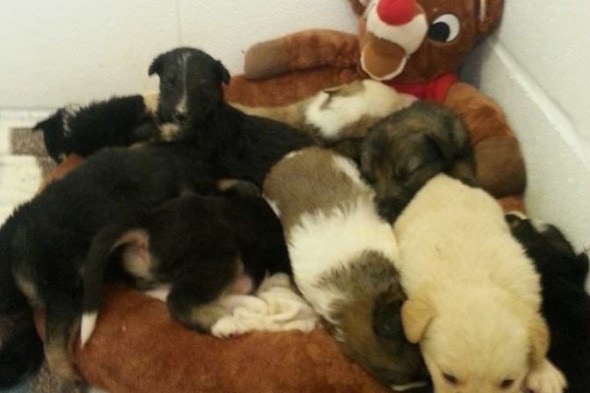 10.7.14 - Twenty Puppies Rescued from Field in Saskatchewan3