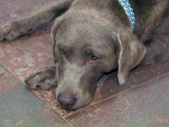 10.9.14 - North Carolina Dog Has Record Setting Litter1